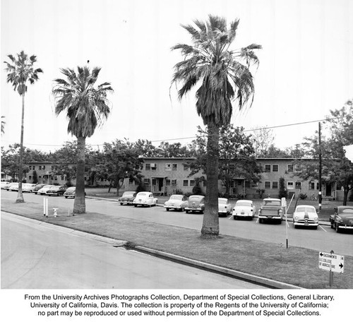 Palm tree-lined California street