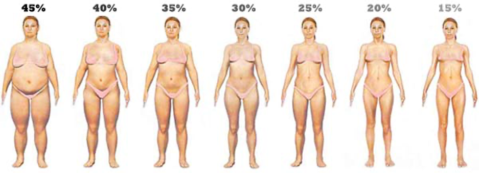 Female body fat percentages