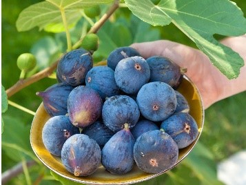 Bowl of fresh-picked figs