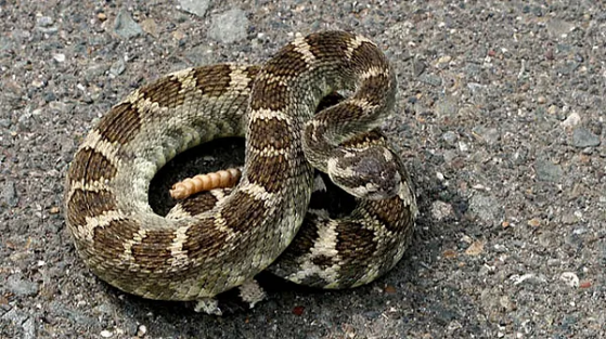 Coiled rattlesnake