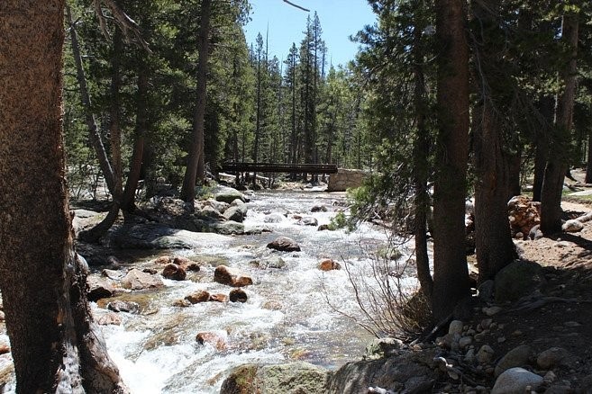Rushing river in pine forest
